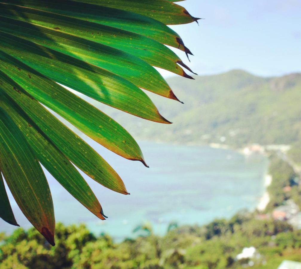 Ocean Terrace Hotel Anse Royale Exterior foto
